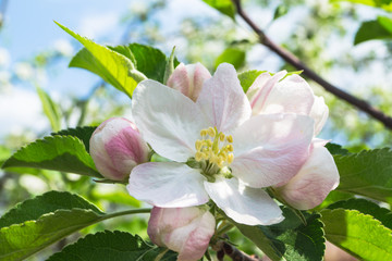Flower of apple