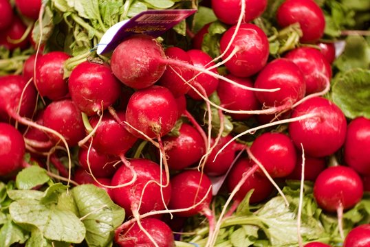 Fresh Red Radishes by the bunch