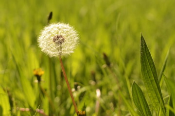 Background with fluffy dandelion in green spring grass
