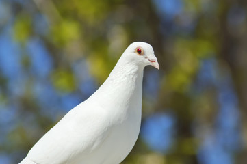 beautiful white dove close-up