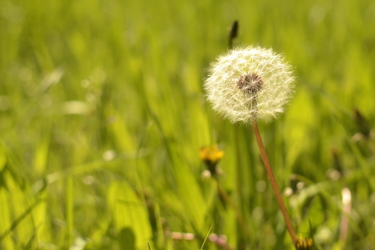 Spring fluffy dandelion on a background of green grass, desktop