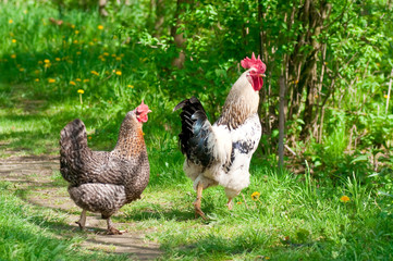 Hen and rooster