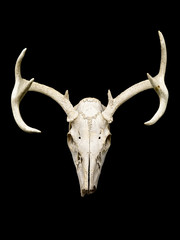 Fototapeta premium close-up of reindeer skull.
