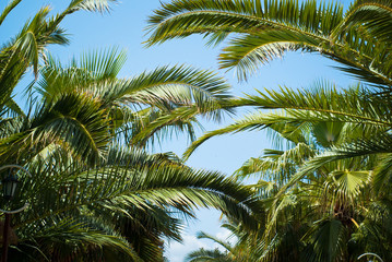 Fototapeta na wymiar Palm trees leaves against the sky