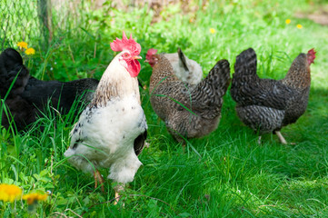 Hens and rooster