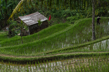Rice plantations near Ubud, Bali