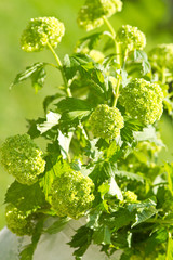 Vase mit Schneeball-Zweigen