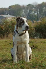 Obraz premium Big dog outside