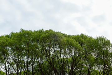 Кроны деревьев весной