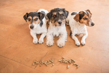 Gehorsame Hunde machen Platz auf Kommando  und meiden Futter - Jack Russell Terrier 