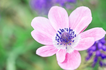 Fototapeta premium Closeup beautiful pink flower on blurred background
