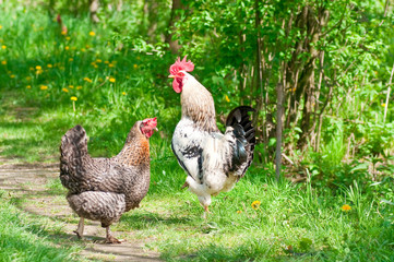Hen and rooster