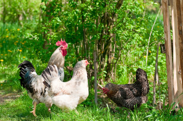 Hens and rooster