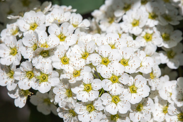 White Spirea Flowers On Bush At Spring