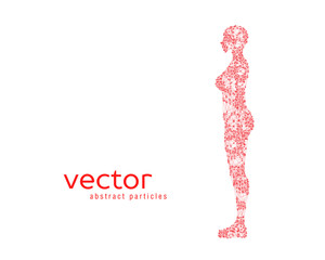 Vector illustration of female body