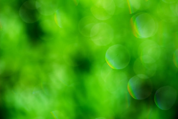 bright abstract summer green blurred bokeh background