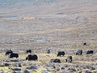Fototapeta premium Yak in Shangri-La, Yunnan, China