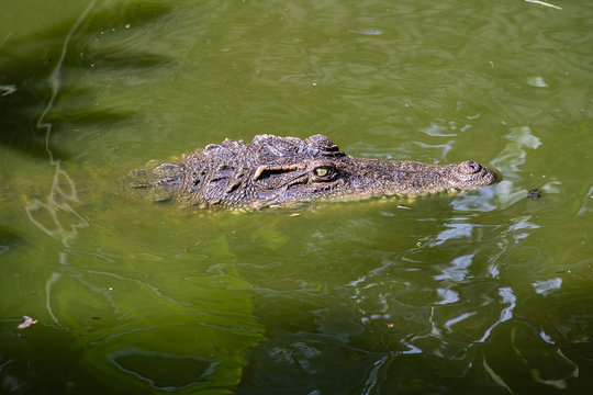 Crocodile in water. Close up