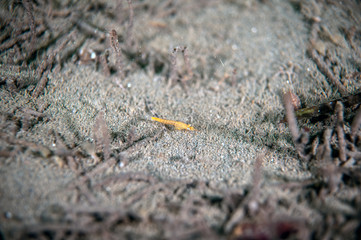 Mysida is an order of small, shrimp-like crustaceans. Their common name opossum shrimps. Japan Sea