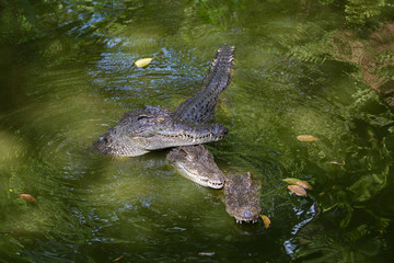 Crocodile in water. Close up