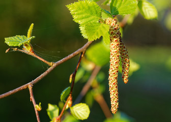 Obraz premium Monoecious flowers of birch