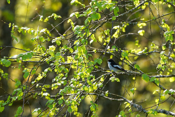 European pied flycatcher