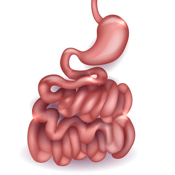Small intestine and stomach anatomy