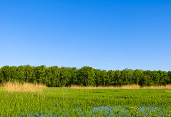 Fototapeta premium Dnieper marshes