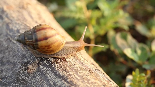 Macro of beautiful snail on wood in nature.