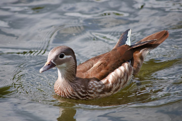 weibliche Mandarinente heranschwimmend