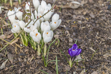 Ein violetter Krokus vor vielen weißen Krokusse mit geöffneter Blühte auf Rindenmulch im Frühling