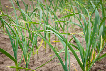 Garlic plants in raised bed irrigated vegetable garden