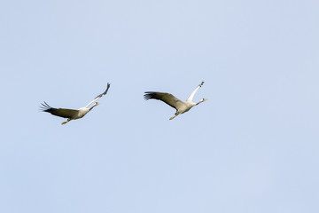 Common cranes (Grus grus) flying against blue sky, Lac du Der, Haute Marne, France.