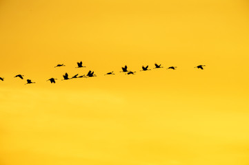 Common cranes (Grus grus) flying at sunset, Lac du Der, Haute Marne, France.