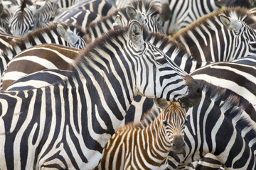 Fototapety  Plains zebra (Equus burchellii) portret od matki ze źrebięciem w stadzie, park narodowy Serengeti, Tanzania.
