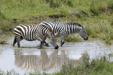 Fototapeta na wymiar Plains zebra (Equus burchellii) drinking with reflection and standing in water, Serengeti national park, Tanzania.