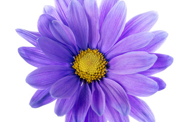 close up image of violet daisy