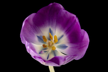 Naklejka premium close-up shot of pink tulip.