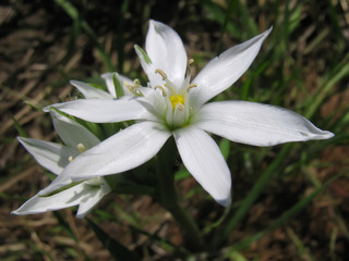 Fototapeta premium Star-of-Bethlehem wildflower close up
