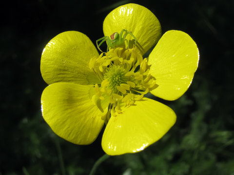 Meadow buttercup and crab spider - example of adaptive camouflage in nature