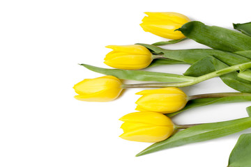 Obraz premium tulips on white