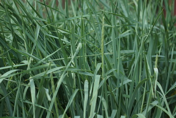 Natural background of green grass
