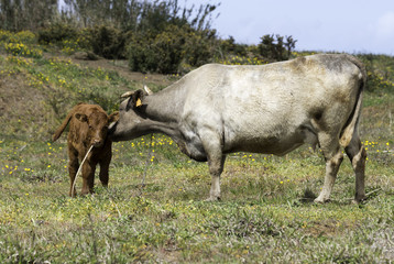 mother cow and young calf