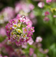 Alyssum inflorescence