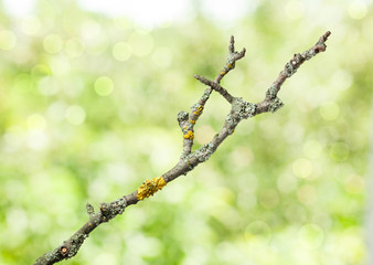 Wizen branch