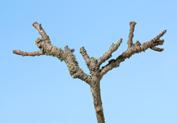 Withered twig
