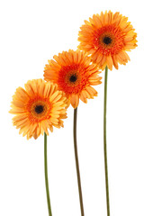 three yellow daisies.