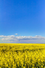 Fototapeta premium Yellow oilseed rape field