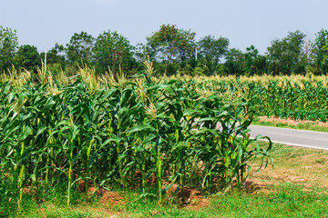 Fototapeta na wymiar Corn field in rural