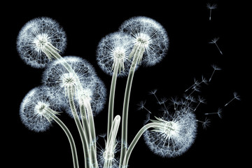 Naklejka premium zdjęcie rentgenowskie kwiatu na czarnym tle, mniszek Taraxacum